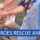 Top 3 Animal Rescues