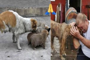 Top 5 Animal Rescues of #2019 (Inspiring and Emotional) Faith in Humanity Restored!