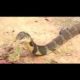 Top Amazing Animal Fights - Fox vs Cobra