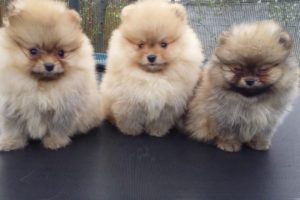 Top Cutest Puppies In The World 2018 - Samoyed, Alaskan Malamute, Pomeranian...