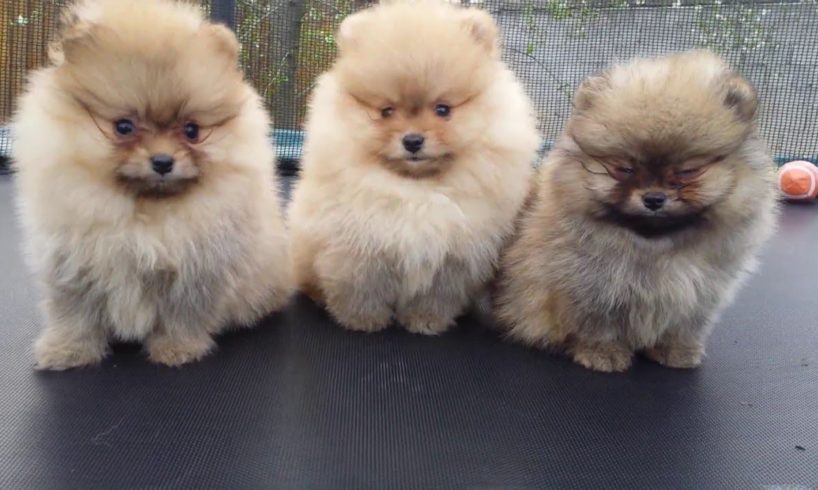 Top Cutest Puppies In The World 2018 - Samoyed, Alaskan Malamute, Pomeranian...