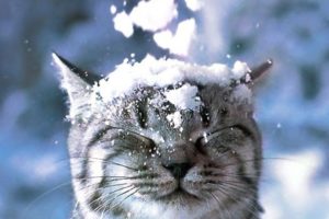 Top Funny Animals in Snow Videos Compilation 2016