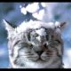 Top Funny Animals in Snow Videos Compilation 2016