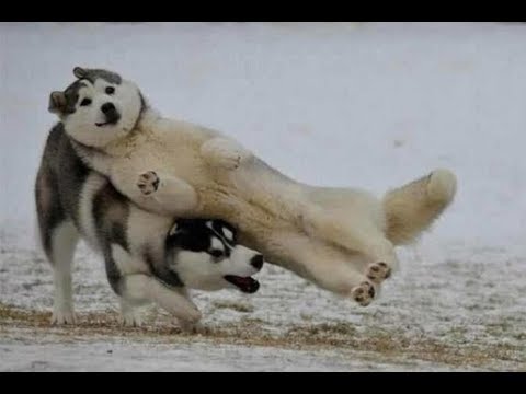 Try Not To Laugh - Funny Animals That Will Brighten Your Day | Funny And Cute Animals