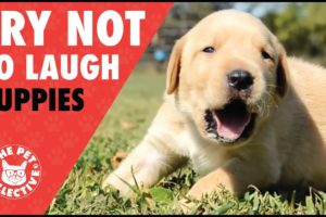 Try Not To Laugh | Funny Puppies Compilation 2017