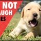 Try Not To Laugh | Funny Puppies Compilation 2017