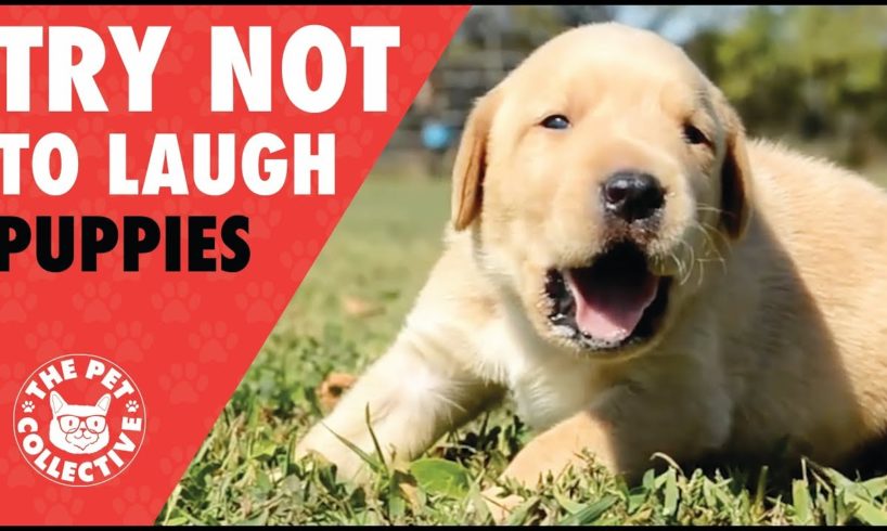 Try Not To Laugh | Funny Puppies Compilation 2017