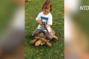 Turtles scaring off other animals -- Children rodeo, riding on turtles -- turtles playing with dogs
