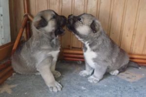 Two Adorable Mixed Husky Puppies Fight