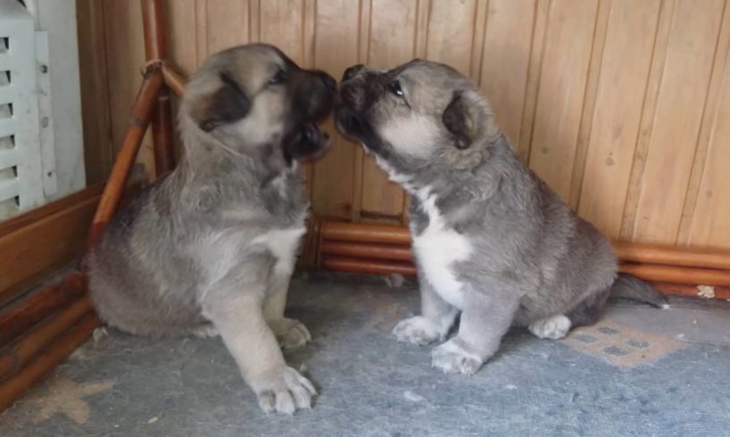 Two Adorable Mixed Husky Puppies Fight