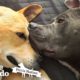 Two Rescued Pit Bulls Comfort Each Other Every Day | The Dodo Pittie Nation