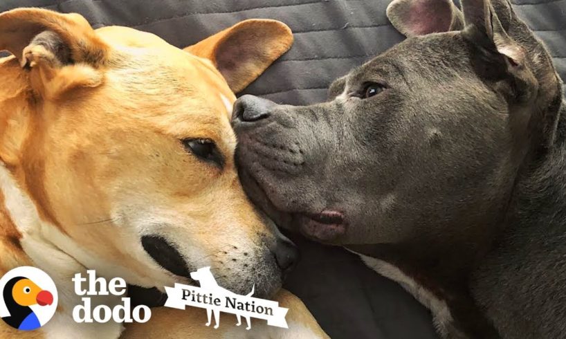 Two Rescued Pit Bulls Comfort Each Other Every Day | The Dodo Pittie Nation