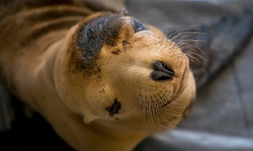 UC Davis Specialists Rescue Animals in Oil Spill
