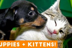 Ultimate Puppy and Kitten Cute Animal Compilation May 2018 | Funny Pet Videos