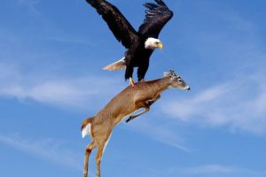 Ultimate animal fights (Hawk vs Goat)
