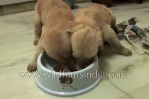 Unbelievably cute Puppies eating from same bowl