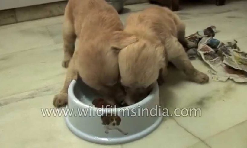 Unbelievably cute Puppies eating from same bowl