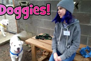 VOLUNTEERING At ANIMAL SHELTER VLOG | DOGS and CUTE PUPPIES!