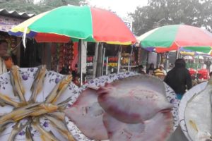 Very Rare Varieties Fish Selling at Bakkhali Sea Beach West Bengal India | Street Food Loves You