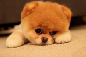 Very Sad Puppies Compilation *So Cute* 5MC