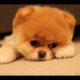 Very Sad Puppies Compilation *So Cute* 5MC