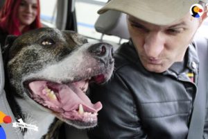 Veteran Rescues Pit Bull Dog Who Rescues Him Right Back | The Dodo Pittie Nation