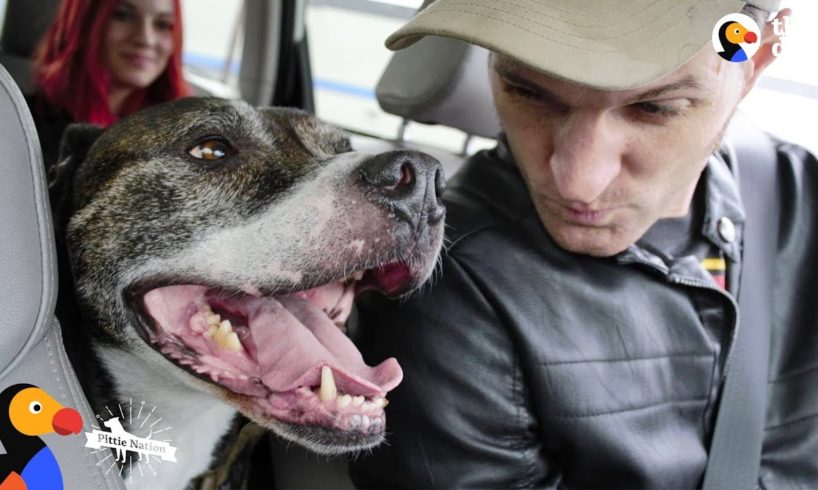 Veteran Rescues Pit Bull Dog Who Rescues Him Right Back | The Dodo Pittie Nation
