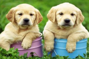 WORLD'S FUNNIEST PUPPIES