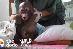 Watch This Rescue Baby Orangutan Exploring The World For The First Time | The Dodo Wild Hearts