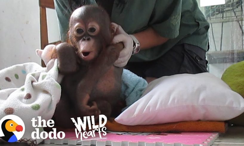 Watch This Rescue Baby Orangutan Exploring The World For The First Time | The Dodo Wild Hearts