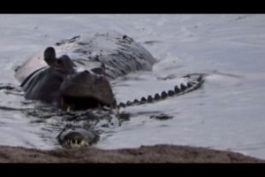 Watch what happens when this hippo gets playful with a crocodile