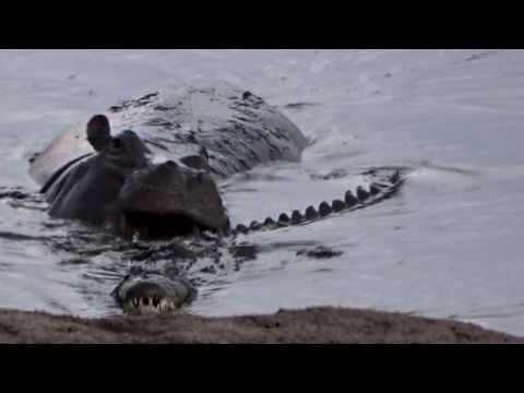 Watch what happens when this hippo gets playful with a crocodile