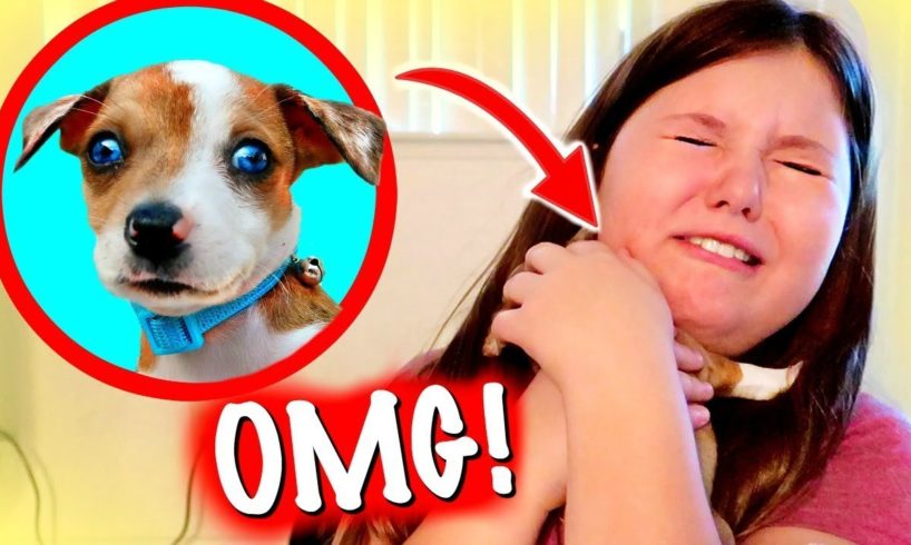 We Surprised the KIDS with a new PUPPY! | The CUTEST PUPPY in the World!
