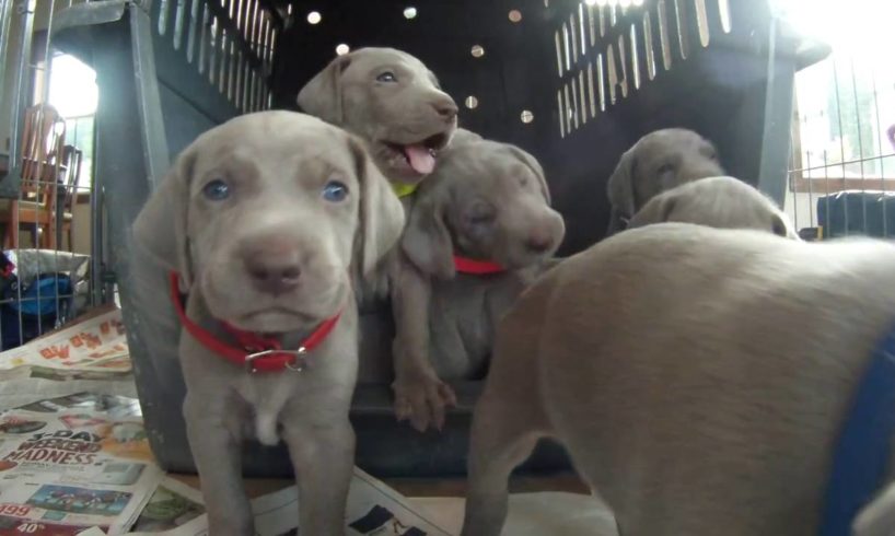 Weimaraner puppies four weeks old. Cutest puppy video EVER!!!