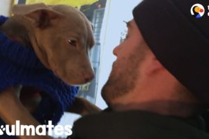 What Happens After You Rescue A Dog | The Dodo Soulmates