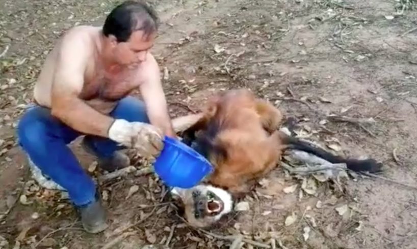 When This Man Found A Dangerous Animal Near Death, He Chose To Take His Life In His Own Hands