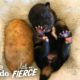 Who's Cuter — Puppies or Kittens? | The Dodo Little But Fierce