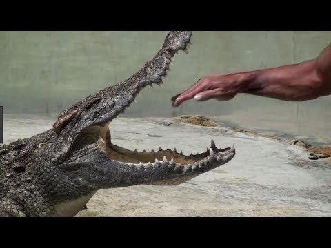 Why You Don't Get too Close to Alligators Compilation