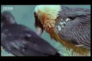 Wild African vulture birds scavage bones of dead animals - BBC wildlife
