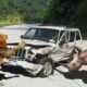 Wild Animal Attack Car - The Dangers Of Animals - Wild Animal Attack