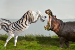 Wild Animal Fighting - Zebra Vs Hippos - Who Is Winner?