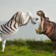 Wild Animal Fighting - Zebra Vs Hippos - Who Is Winner?