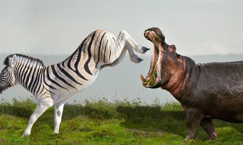 Wild Animal Fighting - Zebra Vs Hippos - Who Is Winner?