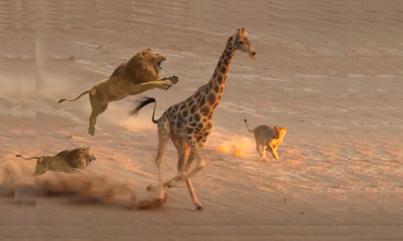 Wild Animal Fights 2019 - Giraffe Going To Save Her Baby From Lion