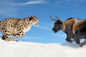 Wild Animal Hunting - Snow Leopard Attack Yak And Fail