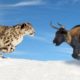 Wild Animal Hunting - Snow Leopard Attack Yak And Fail