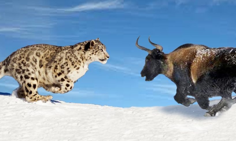 Wild Animal Hunting - Snow Leopard Attack Yak And Fail