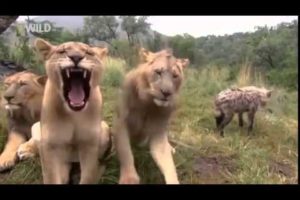 Wild Animals | Animal Planet | Wild Life Animals | animal fights 2