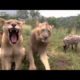 Wild Animals | Animal Planet | Wild Life Animals | animal fights 2