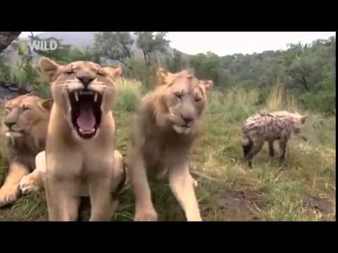 Wild Animals | Animal Planet | Wild Life Animals | animal fights 2